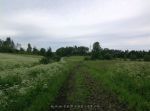 полевая дорога
