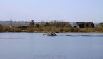 Свалка коры у Приозерского МДК